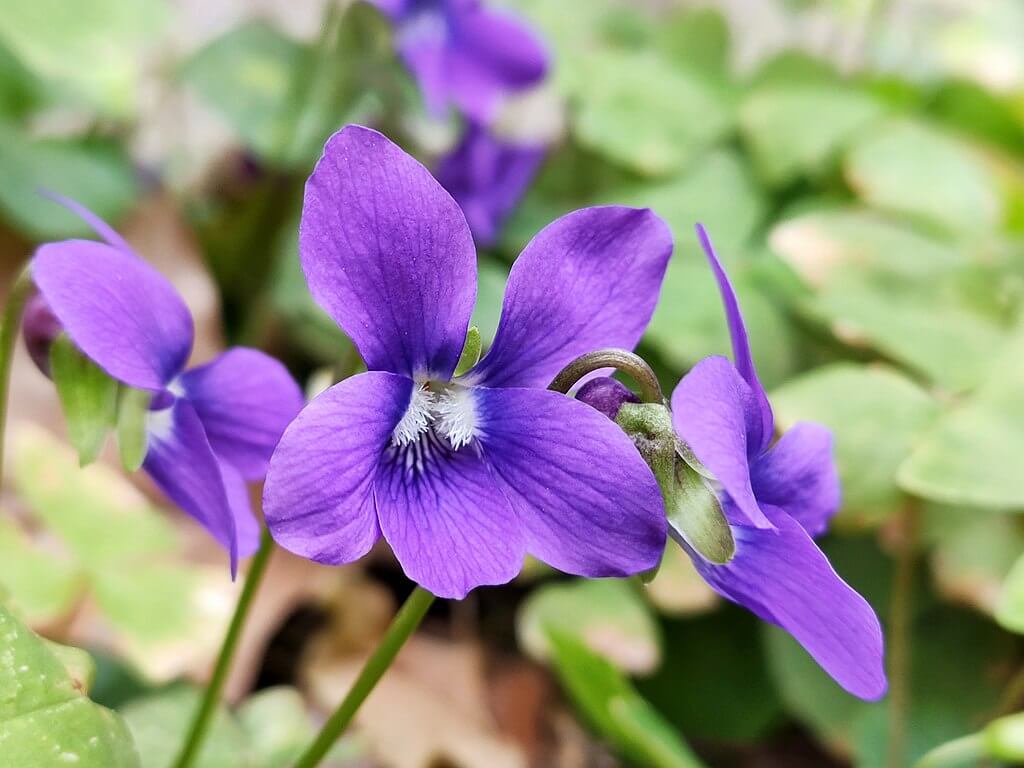 A close up image of a common violet blossom. 