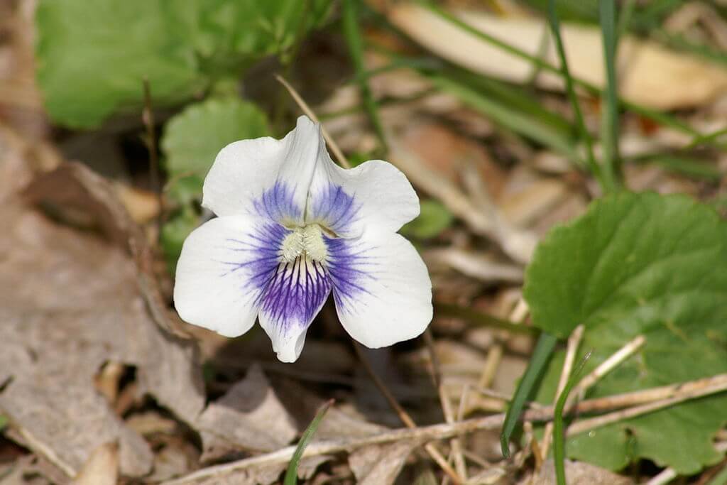 A close up image of a Confederate Violet, a white violet with a u shaped purple center. 