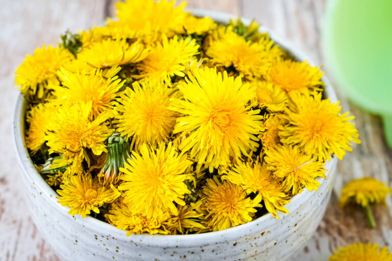 Foraging Dandelions, Common Uses and Benefits