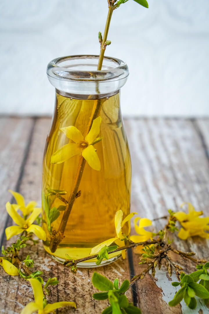 Foraging Forsythia, An Edible Spring Flower