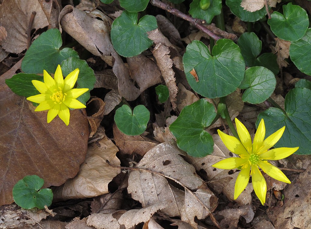 An image that shows the leaves of lesser celandine which look similar to the leaves of the common violet. 