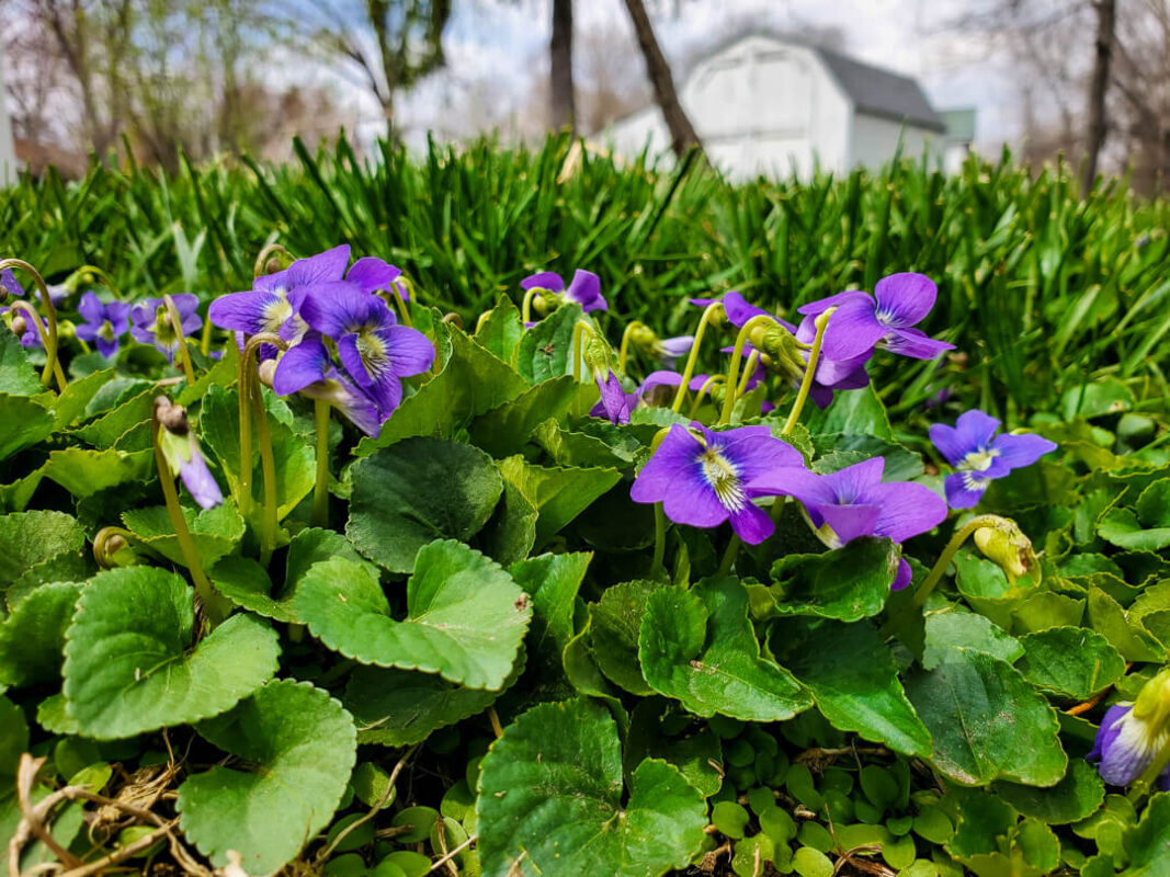 Common violets growing wild in a lawn. 