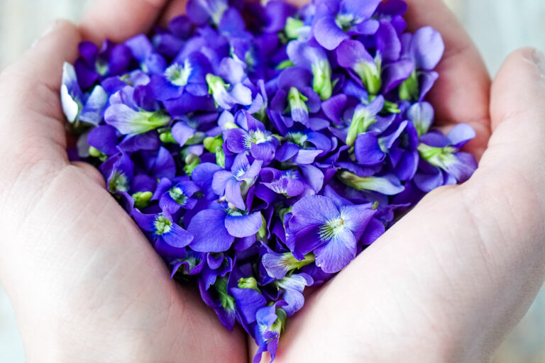 Foraging Violets, An Edible and Common Spring Wildflower