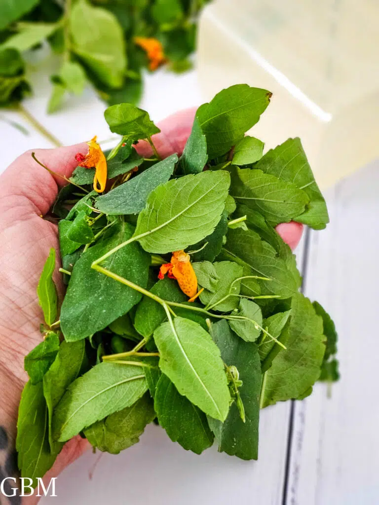 Foraging Jewelweed: The Forager’s Friend for Skin Soothing